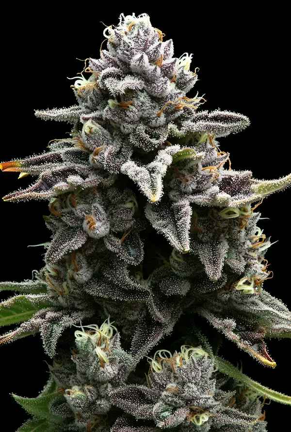 apple_fritter.webp
