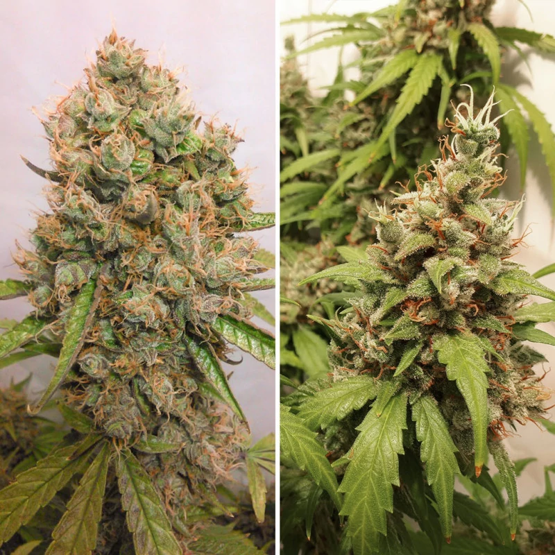auto_critical_orange_punch.webp