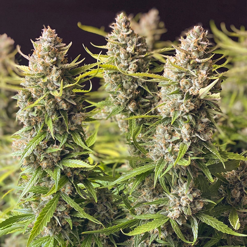 auto_orange_bud.webp