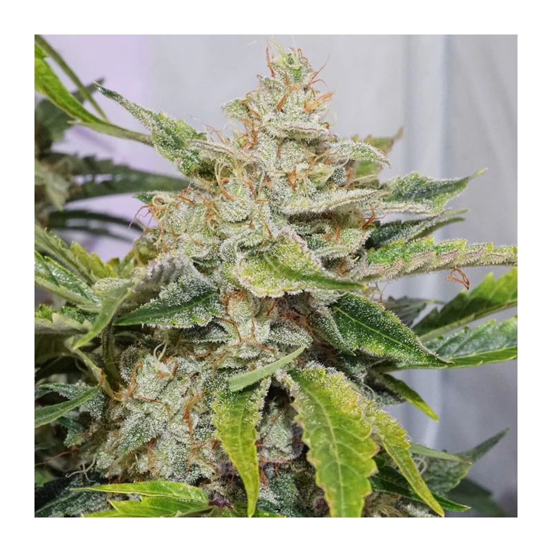 auto_skywalker_haze.webp