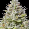Blue Gelato 41 ist unsere sensationelle neue Blueberry-Superkreuzung