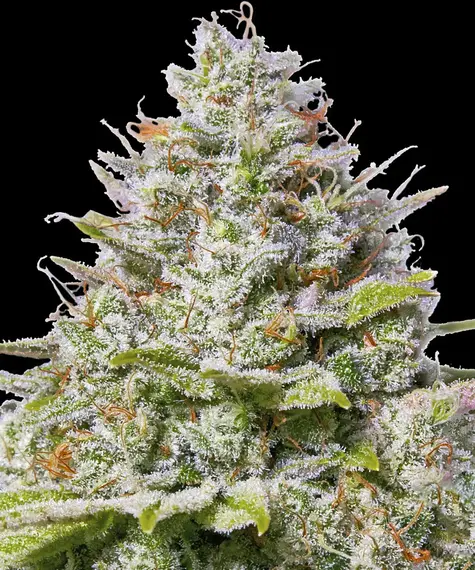 blue_gelato_41.webp