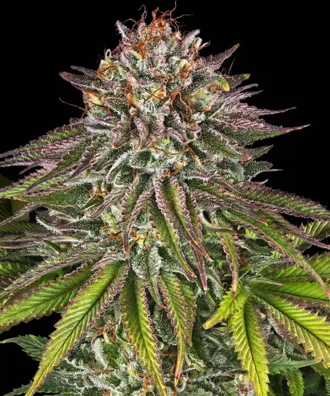 critical_kush.webp