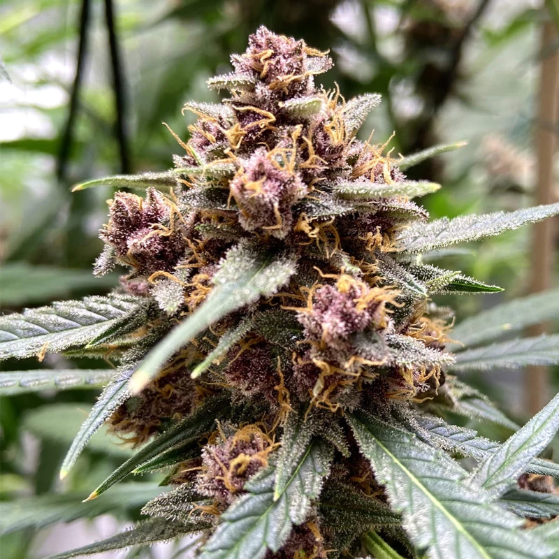 durban_poison.webp
