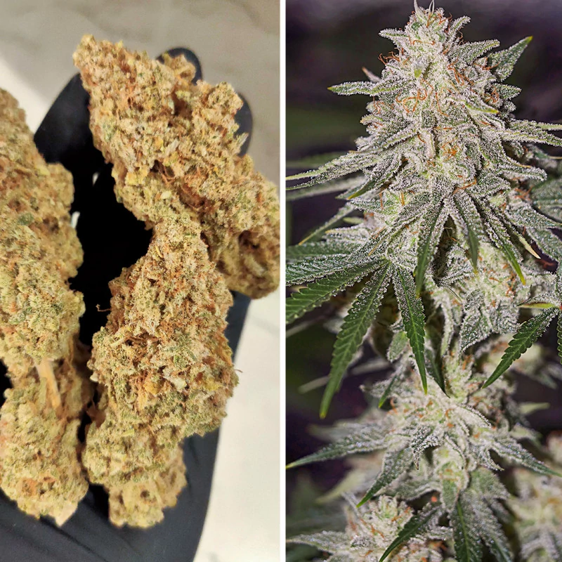 glueberry_og.webp