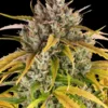 LSD Auto von Barney's Farm