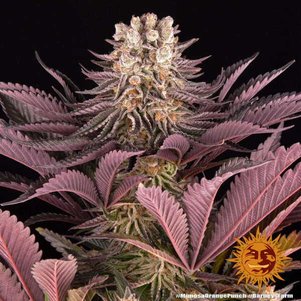 So kann eine Mimosa X Orange Punch Blüte aussehen