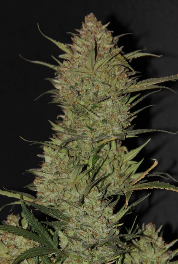 og-kush.jpg