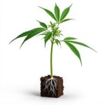 THC Stecklinge
