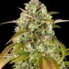 Pineapple Express Auto von Barney's Farm