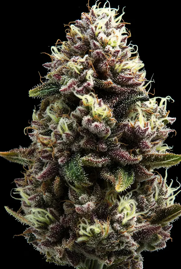 purple-punch.webp