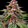 Runtz Auto von Barneys Farm