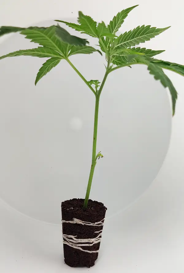 steckling_Critical-Kush