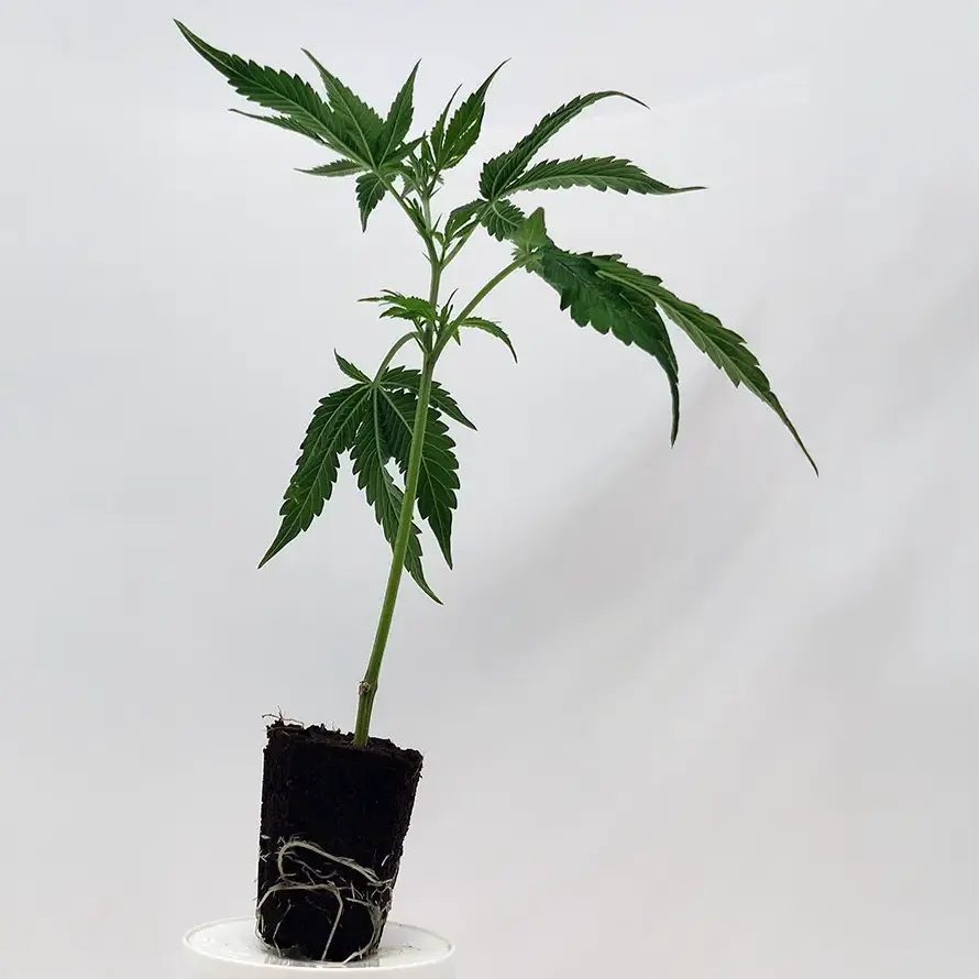 steckling_Forbidden_Zkittlez-1