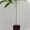 Tropical Gelato Steckling