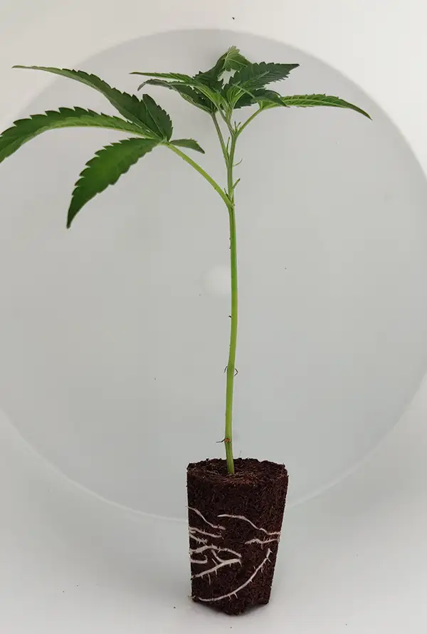 steckling_Tropical-Gelato