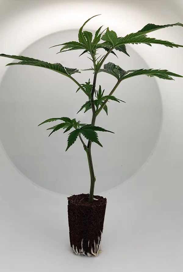 steckling_amnesia