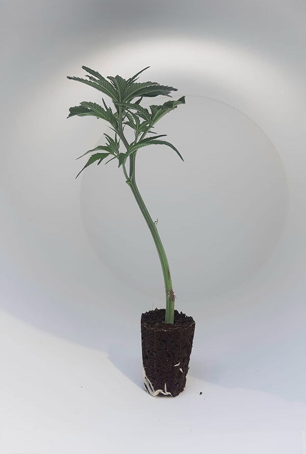 steckling_og-kush.jpg