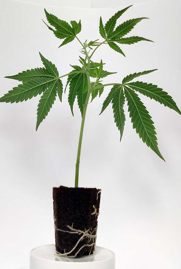steckling_purple_punch-1