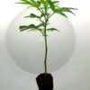 Ein Tropicana Cherry Steckling
