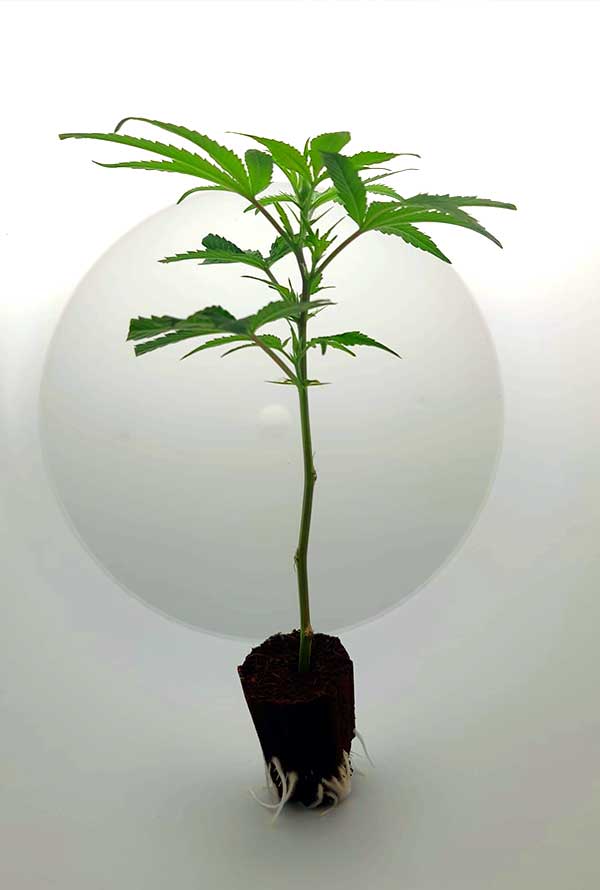 steckling_tropicana-cherry_0.jpg