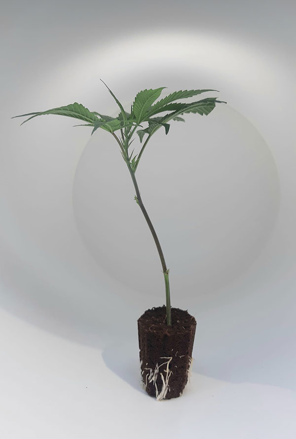 steckling_tropicana-cookies.jpg