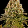 Strawberry Lemonade von Barneys Farm