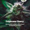 Tropicana Cherry