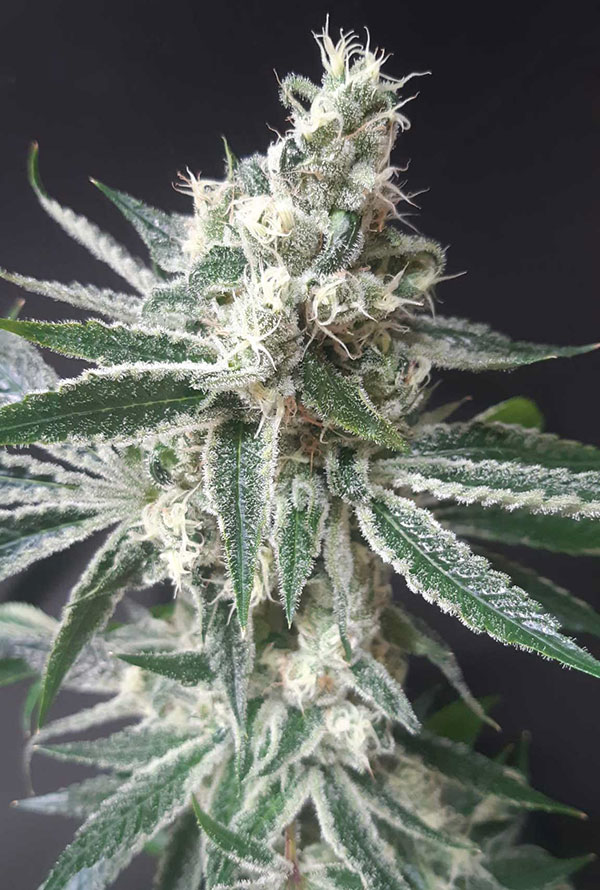 tropicana-cookies.jpg