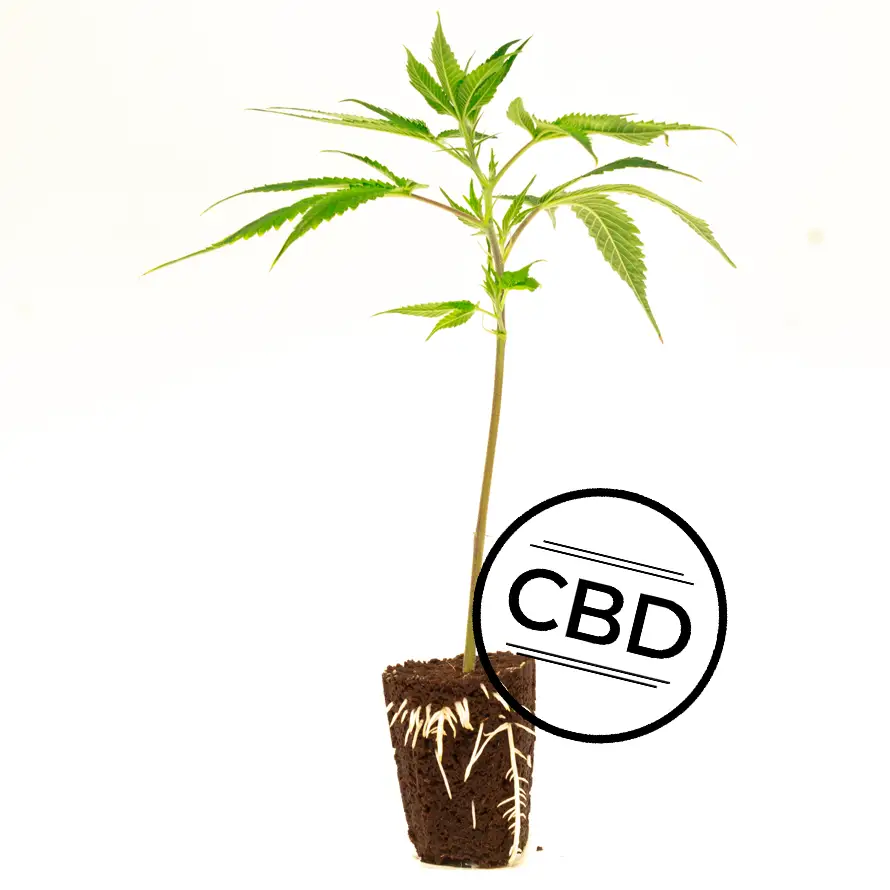 white-shark-zkittles-1-1762884688