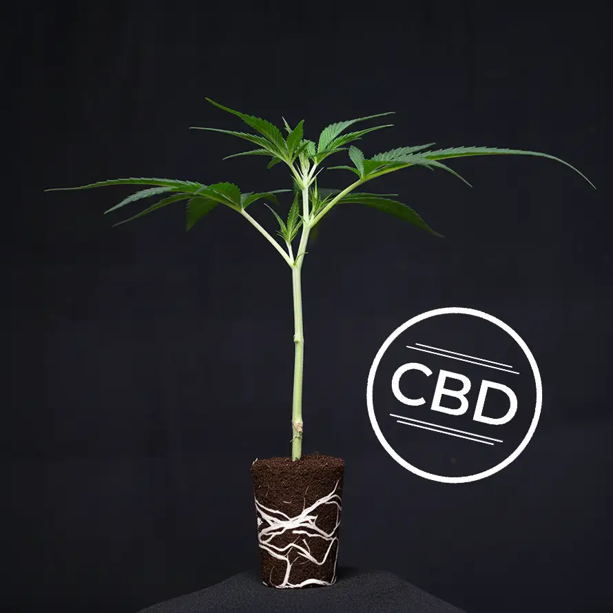 white-shark-zkittles-2-1764592296