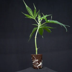 Black Cherry Gushers